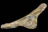 Edmontosaurus Quadrate Bone - South Dakota #113135-3